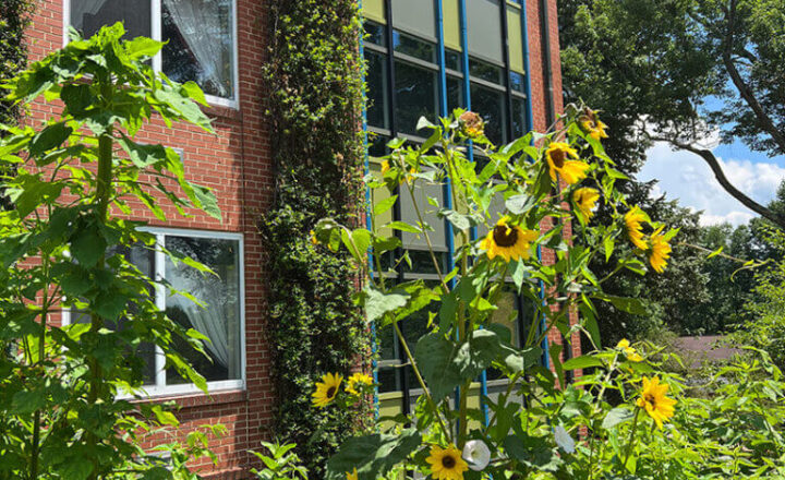 Sunflowers outside CooperRiis residential building in Asheville