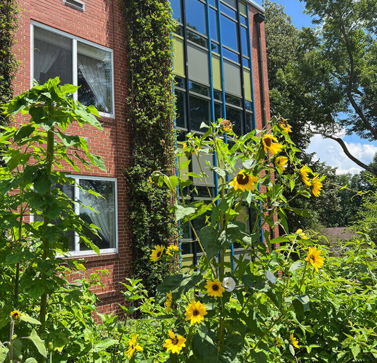 Sunflowers outside CooperRiis residential building in Asheville